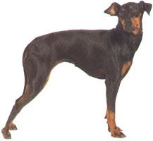 Manchester Terrier
