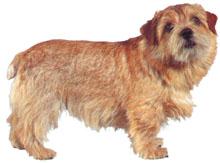 Norfolk Terrier