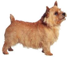 Norwih Terrier