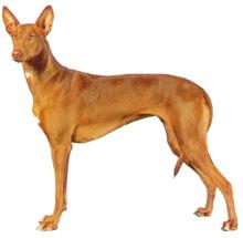 Pharaoh Hound