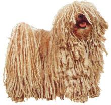 Puli