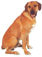 Rhodesian Ridgeback