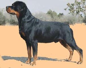 Rottweiler