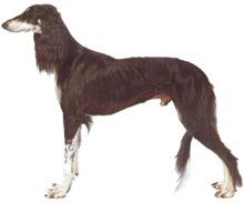 Saluki
