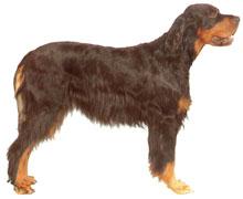 Setter Gordon