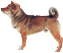 Shiba Inu