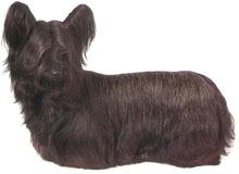 Skye Terrier
