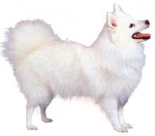 Spitz Japon�s