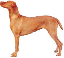 Vizla