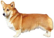 Welsh Corgi Pembroke