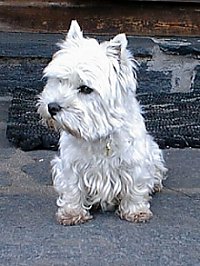 West Highland Terrier 