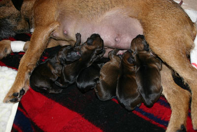 Puppies & Mom