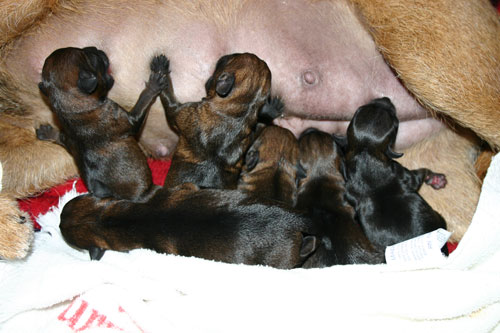 Puppies