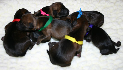 Puppies