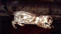 Painted Sand, Seal Lynx Marble