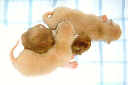 /user/Kittens.jpg