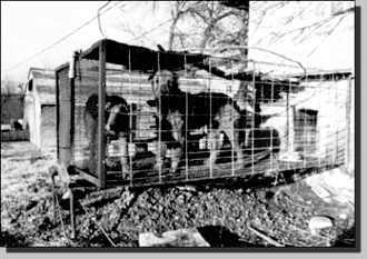 Caged dogs and puppies