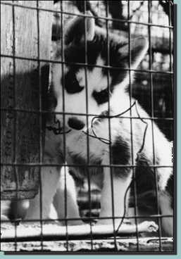 Caged puppy