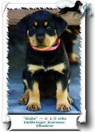 Babe at 6 weeks