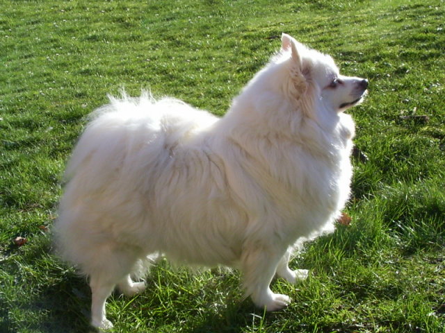 �whitesun