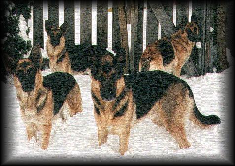 Teah,Balkan,Cheyenne,Baillie