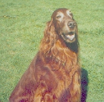 Ronan