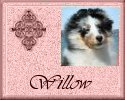 willowbutton.JPG (2718 bytes)