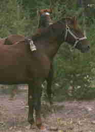 Firefox and foal