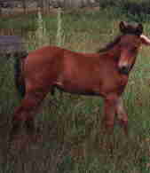 Four-L- Senator Foxfire