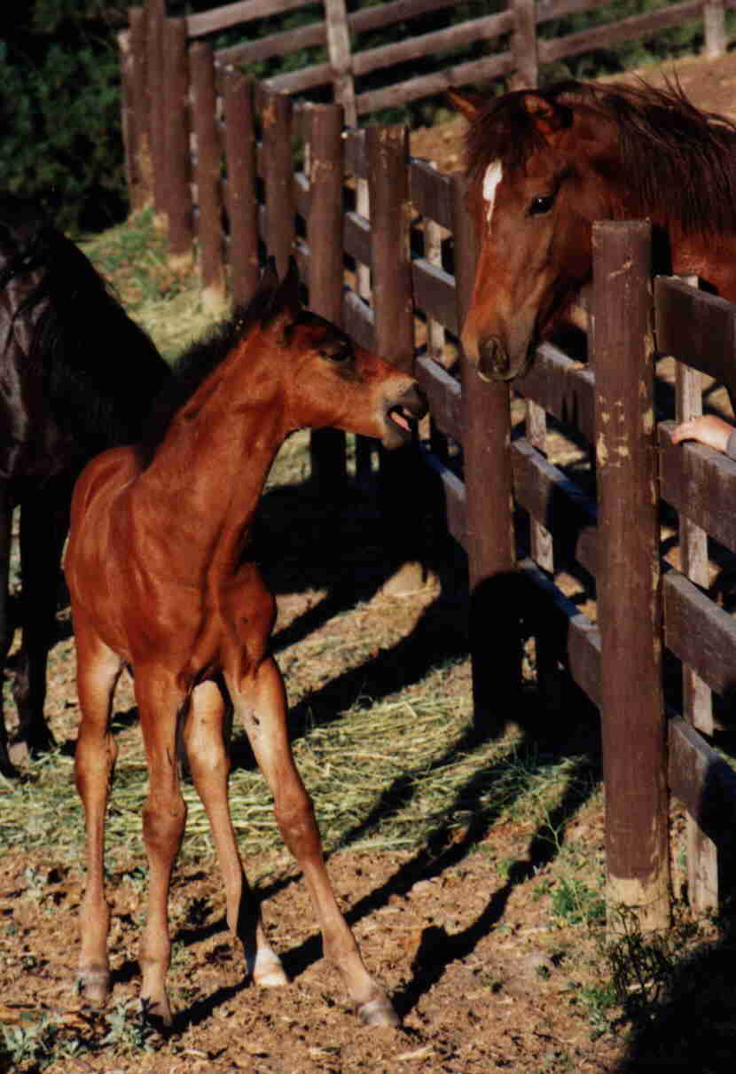 Foxfire and Stormy