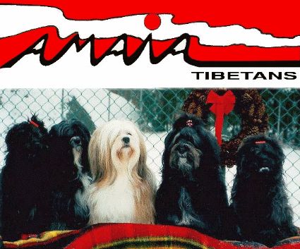 Amaia Tibetans