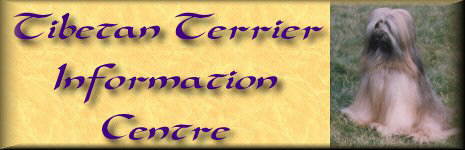 Kyeri Tibetan Terriers
