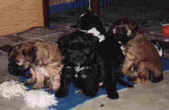 Aisha's Puppies