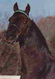 Windy Hill Maestro
