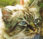 Samson