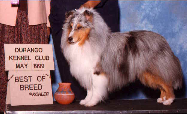Fiddle takes Best of Breed in Durango, Colorado.