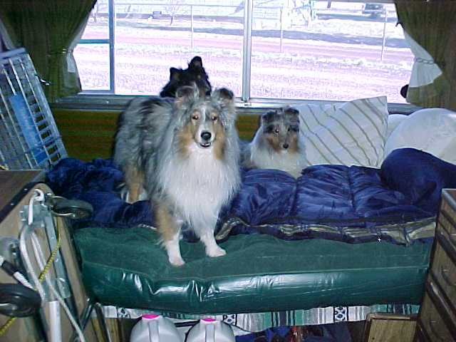 Fiddle, Laassa and B-B ready to roll.
