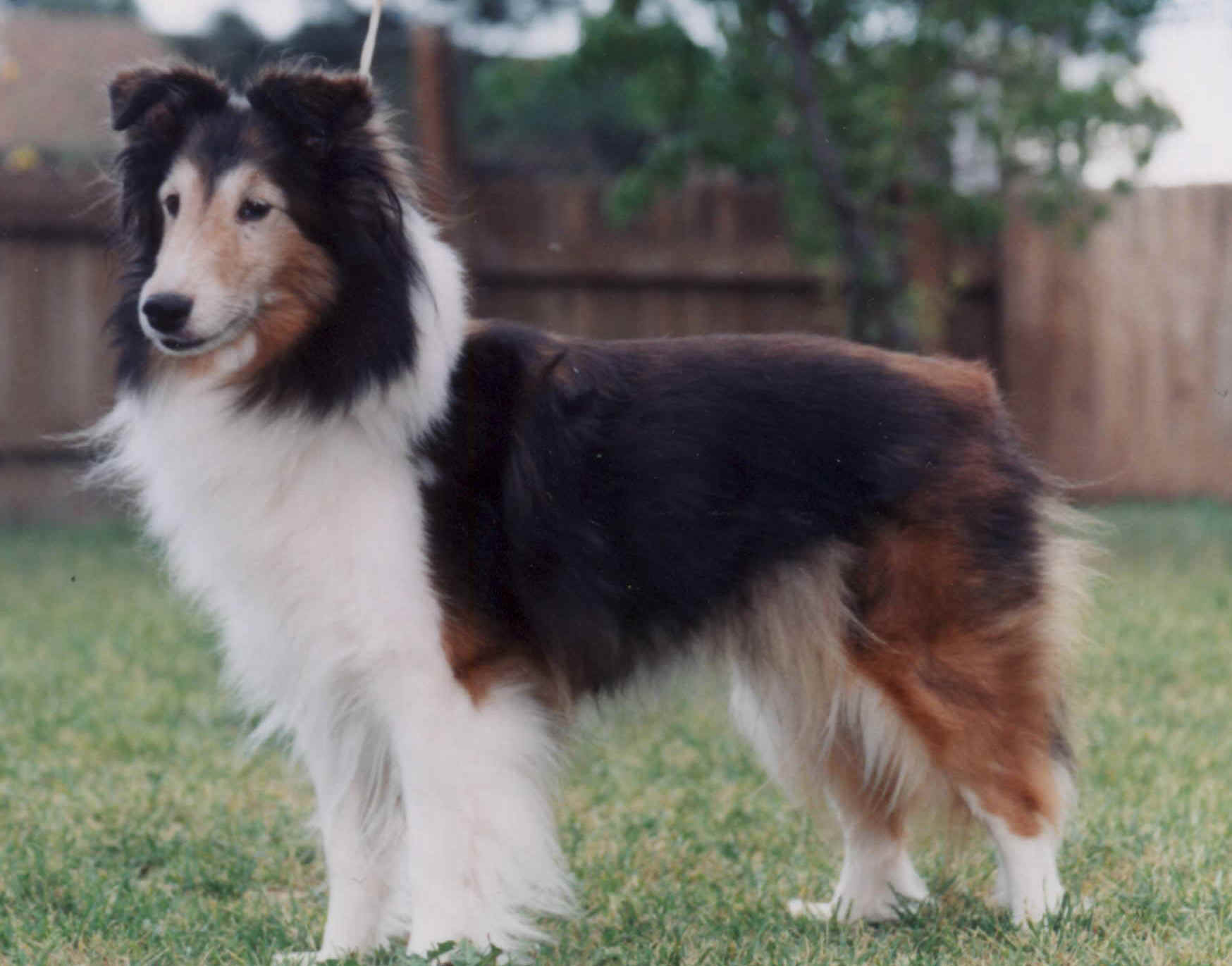Penny at 13
