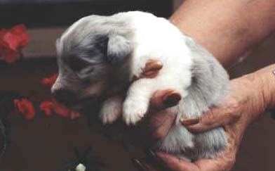 Petunia Pig the perfect puppy!