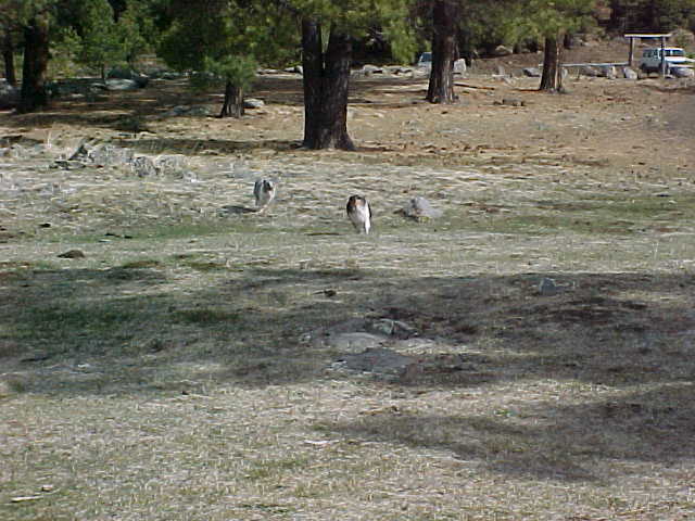 Chase me!!