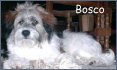 Bosco