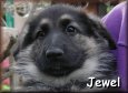 Jewel