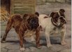 Bulldogs