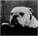 Bulldog