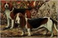 Basset Hounds