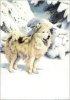 Dog in the Snow