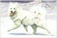White Dog in the Snow