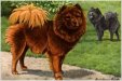 Chow Chows