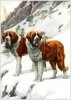 Saint Bernards