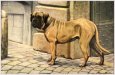Mastiff